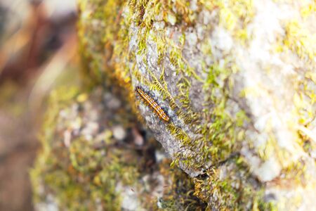 worm climbing on the rock