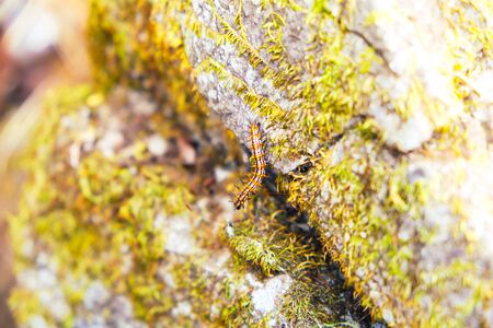 worm climbing on the rockの写真素材