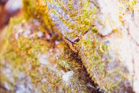 worm climbing on the rockの写真素材