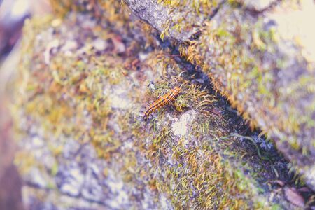 worm climbing on the rockの写真素材