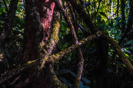 tree with big stalk in the nature forestの写真素材