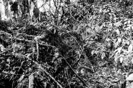 nature forest in black and whiteの写真素材