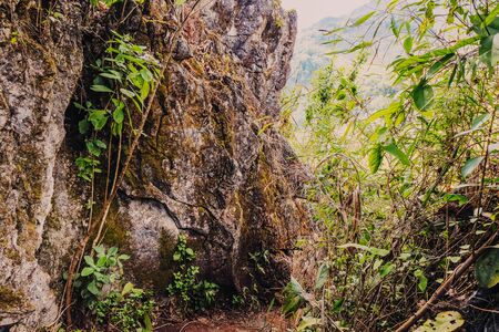 hills in the nature forestの写真素材