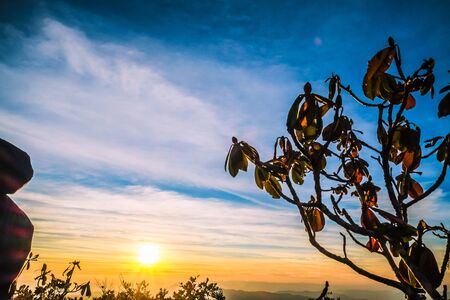 tree with morning sun and skyの写真素材