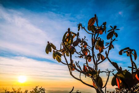 tree with morning sun and skyの写真素材