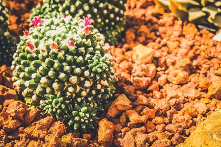 Cactus in the farming garden with soil backgroundの写真素材