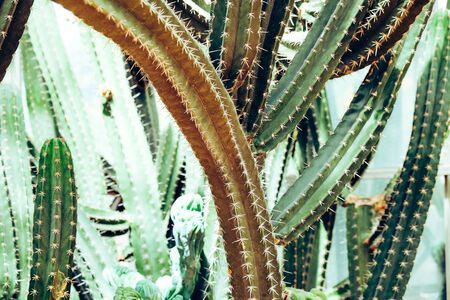 long cactus with zoom in focusの写真素材