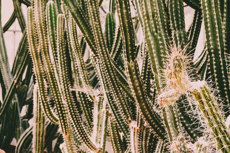 long cactus with zoom in focusの写真素材