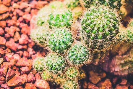Cactus in the farming garden with soil backgroundの写真素材