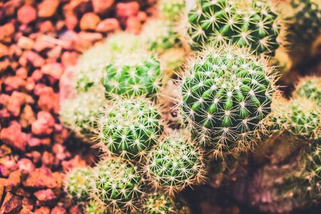 Cactus in the farming garden with soil backgroundの写真素材