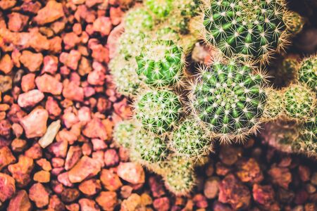 Cactus in the farming garden with soil backgroundの写真素材