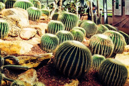 Cactus in the farming garden with soil backgroundの写真素材