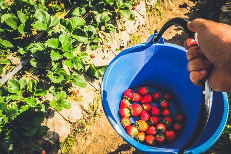 strawberries in the basket with hanging handの写真素材
