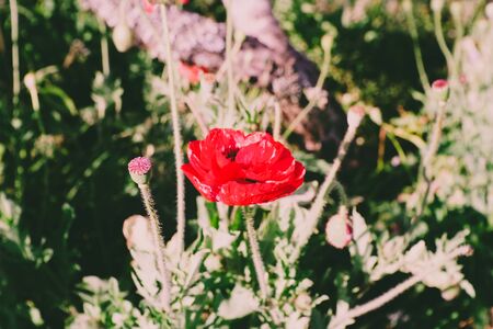 red rose with garden backgroundの写真素材