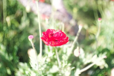red rose with garden backgroundの写真素材
