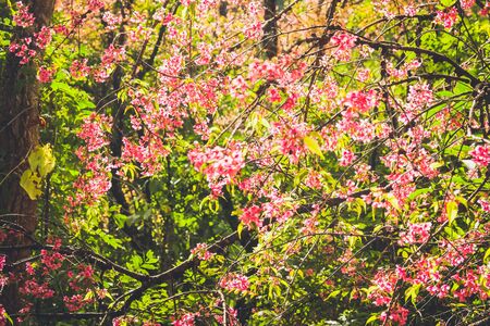 Wild Himalayan Cherry pink flower with forest backgroundの写真素材