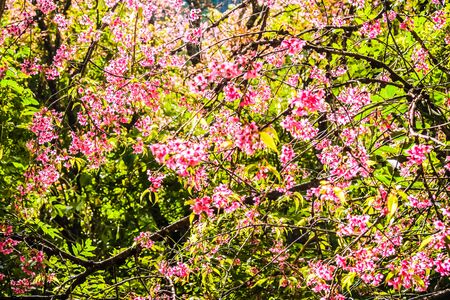 Wild Himalayan Cherry pink flower with forest backgroundの写真素材
