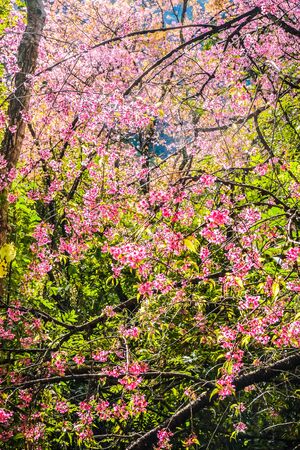 Wild Himalayan Cherry pink flower with forest backgroundの写真素材