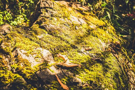 green moss on the mountain rock with sunlightの写真素材