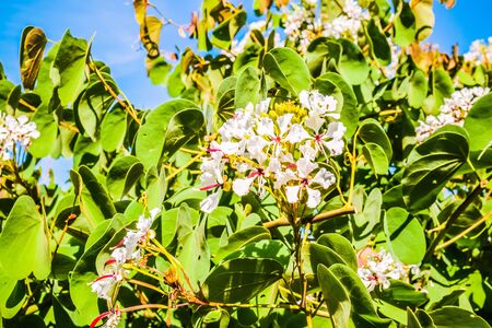 bunch of white flower with tree and blue sky backgroundの写真素材