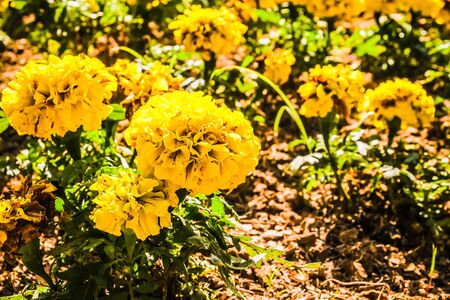beautiful flower with garden backgroundの写真素材