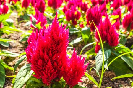 beautiful flower with garden backgroundの写真素材