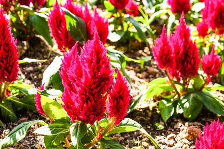 beautiful flower with garden backgroundの写真素材