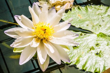 lotus flower with water backgroundの写真素材