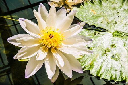 lotus flower with water backgroundの写真素材