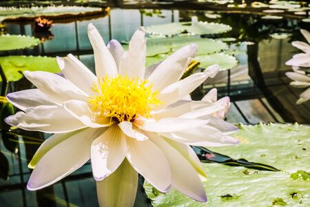 lotus flower with water backgroundの写真素材
