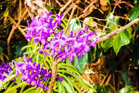beautiful flower with garden backgroundの写真素材