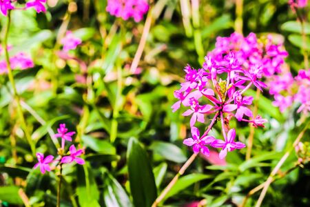 beautiful flower with garden backgroundの写真素材