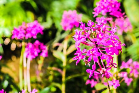 beautiful flower with garden backgroundの写真素材