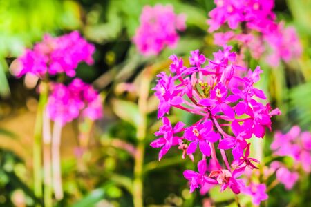 beautiful flower with garden backgroundの写真素材