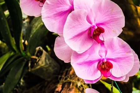 beautiful flower with garden backgroundの写真素材