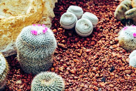 Cactus in the farming garden with soil backgroundの写真素材