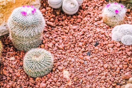 Cactus in the farming garden with soil backgroundの写真素材