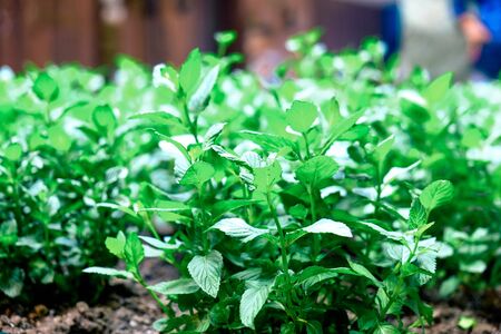hydroponic vegetable with garden backgroundの写真素材