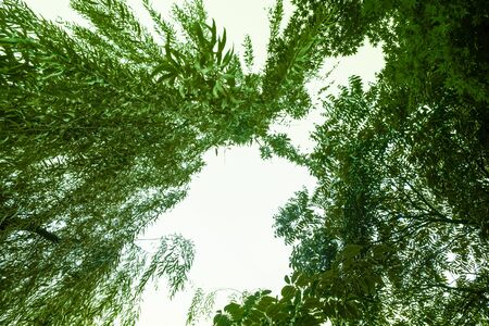 pine tree with white sky backgroundの写真素材