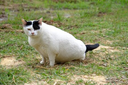 white cat stare at cameraの写真素材