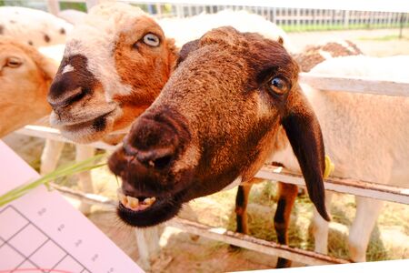 goat face from the fenceの写真素材