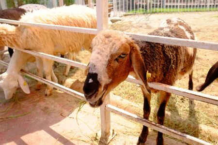 goat face from the fenceの写真素材