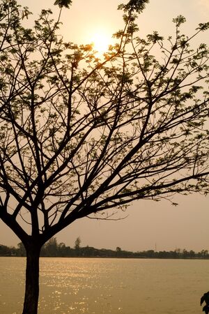 tree silouette with sun light with lake backgroundの写真素材