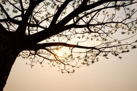 tree silouette with sun light with lake backgroundの写真素材