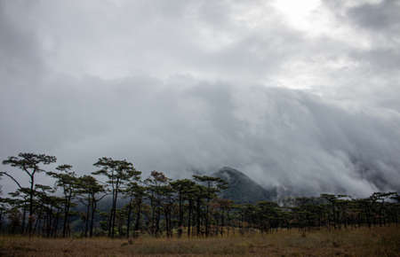 Fog cover the mountain forest.
