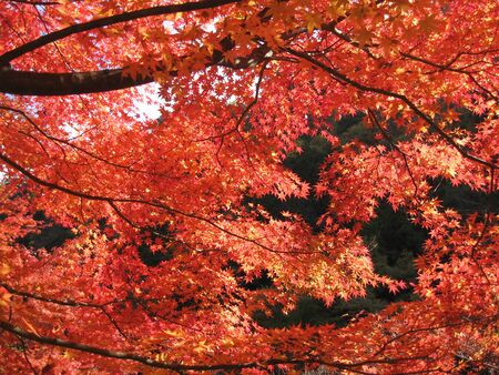 Autumn leavesの写真素材