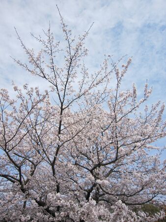 Sakuraの写真素材