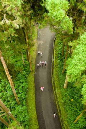 forestの写真素材