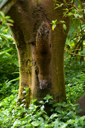 squirrelの写真素材