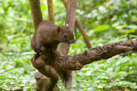 squirrelの写真素材